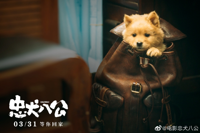 图片[2] - 《忠犬八公》3月31日上映，有中华田园犬八筒软萌登场 - EVLIT