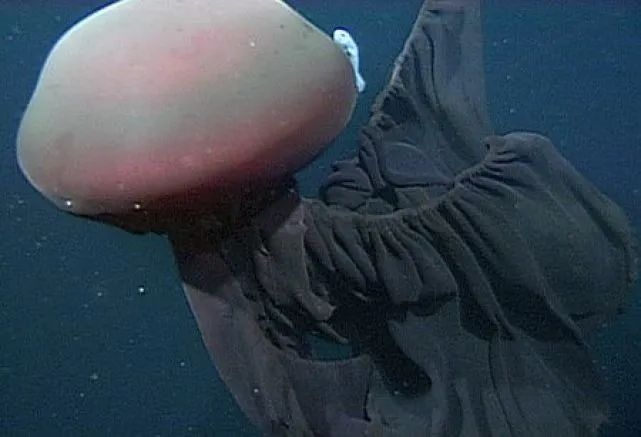 南极洲深海拍到罕见的冥河水母，其触手长度约达10米 - EVLIT